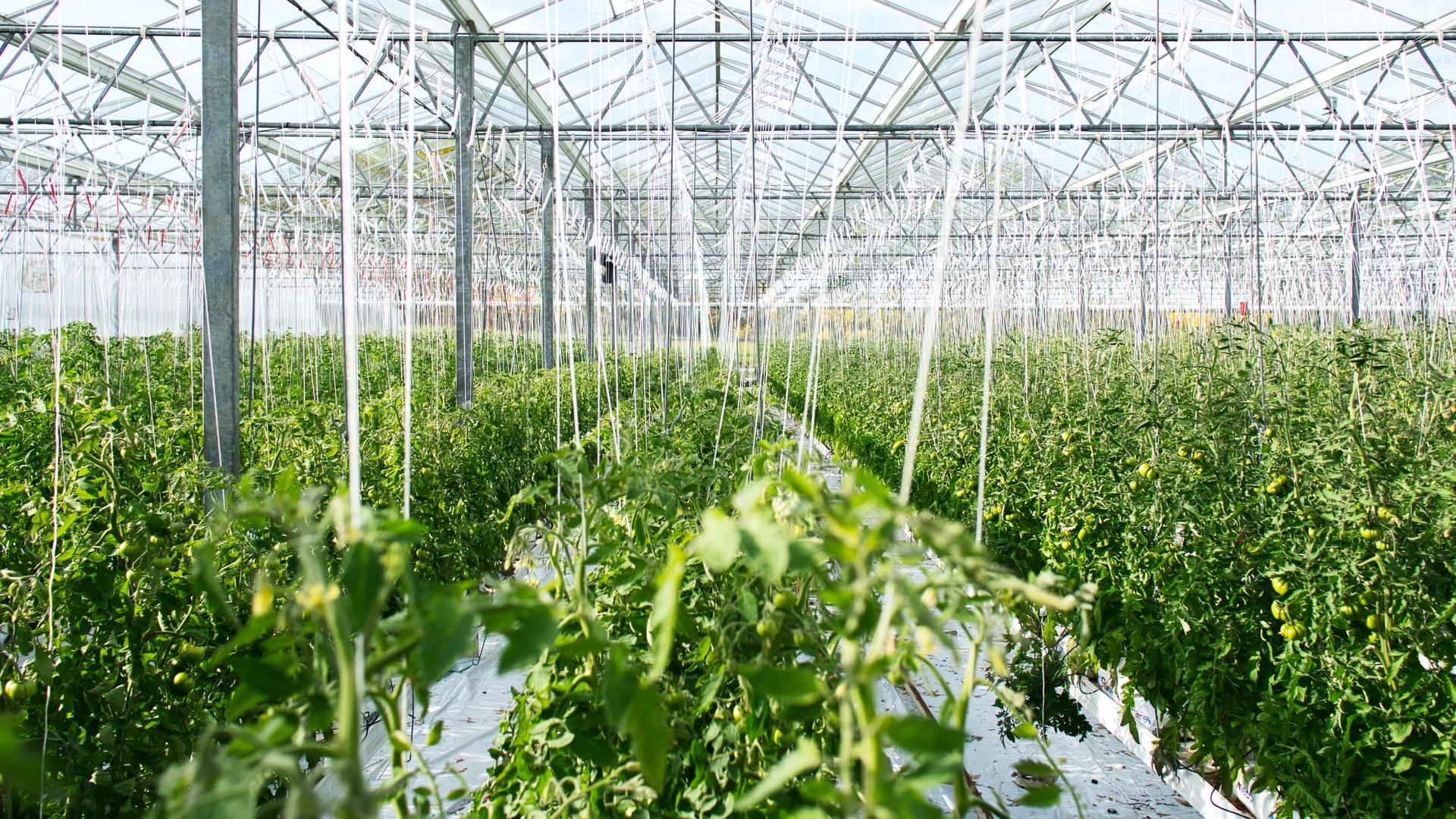 Greenhouse Floor Heating